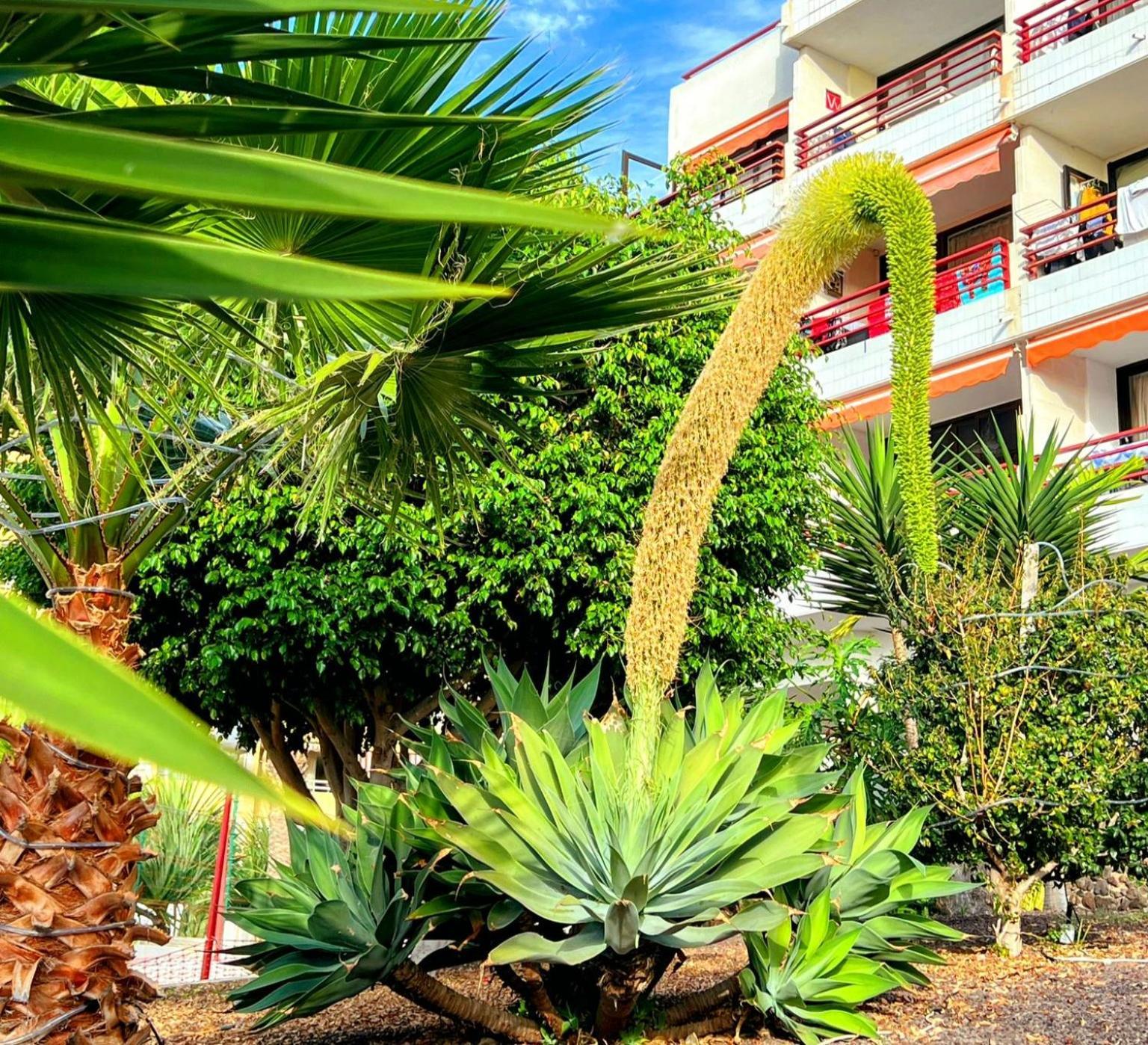 Paulmarie Apartment In Olympia Playa de las Américas Exterior foto